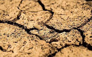 Ponad 1 mld 87 mln złotych strat spowodowanych suszą. Rolnicy mogą składać specjalne wnioski do wojewody